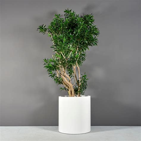 Cylinder Planter – Topplants by Terrascape