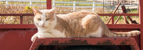 Image result for Working Cat Program