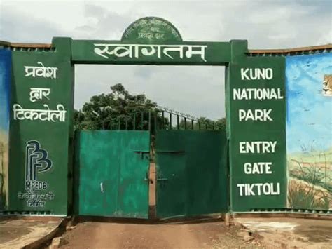 Gandhi Sagar Sanctuary welcomes first cheetahs: Pavak, Prabhas ...