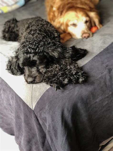 Atlas Puppies — Cockapoo Training