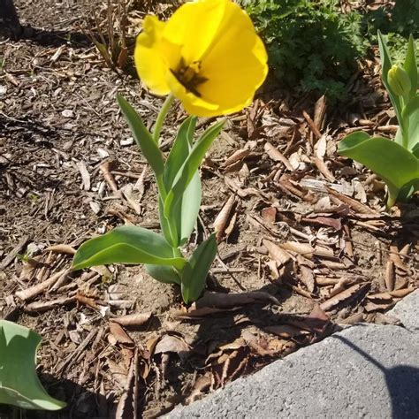 Things finally bloomed. Good thing it's nearly 80f in april! : r/gardening