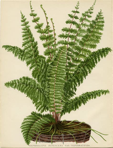 botanical illustration fern