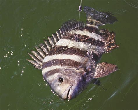Sheepshead Fish
