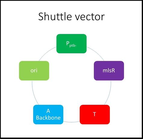 Shuttle Vector 的图像结果