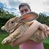 Image result for Bunny Rabbits in Meadow