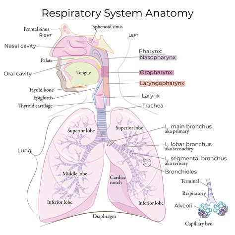 Gross Anatomy Glossary: Respiratory System Anatomy (Overview) | ditki medical & biological sciences