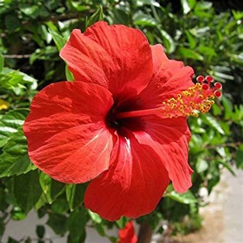 Buy Plants Online in Delhi - Best Online Nursery Plant Store in India