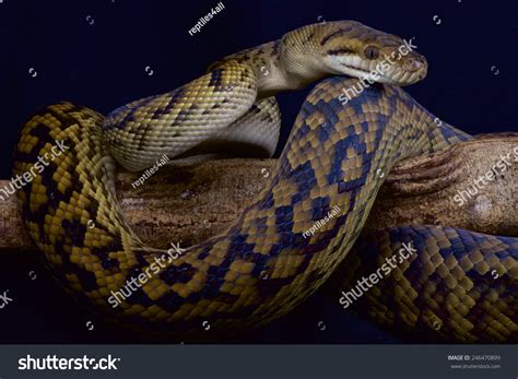 Image result for Queensland Python