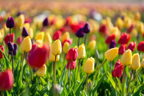 flowers, spring, tulips, plants, colorful, HD Wallpaper | Rare Gallery
