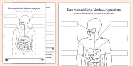 Verdauungssystem - Mind Map (teacher made) - Twinkl