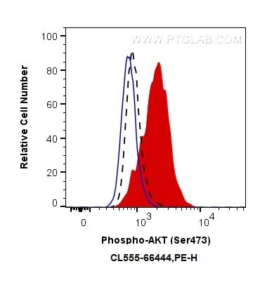 Phospho-AKT (Ser473) antibody (CL555-66444) | Proteintech
