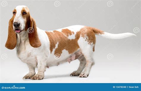 Hush Puppy stock photo. Image of hush, view, hound, puppy - 13478248