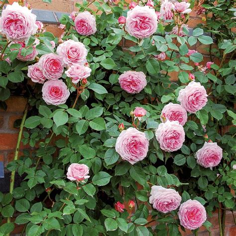 James Galway (Auscrystal) | English Climbing Rose | David Austin Roses
