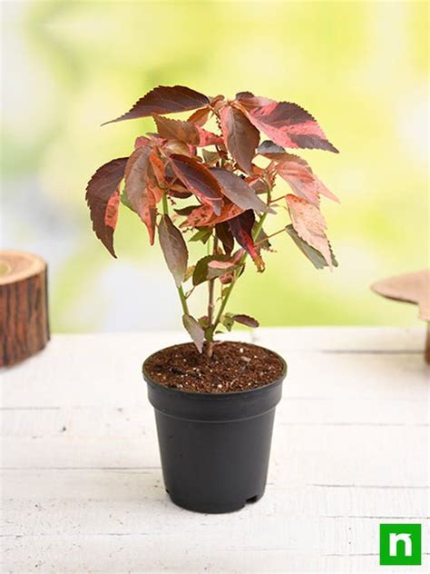 Buy Acalypha wilkesiana, Copperleaf - Plant online from Nurserylive at ...