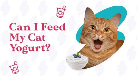 Can Cats Eat Yogurt? – Pawsionate