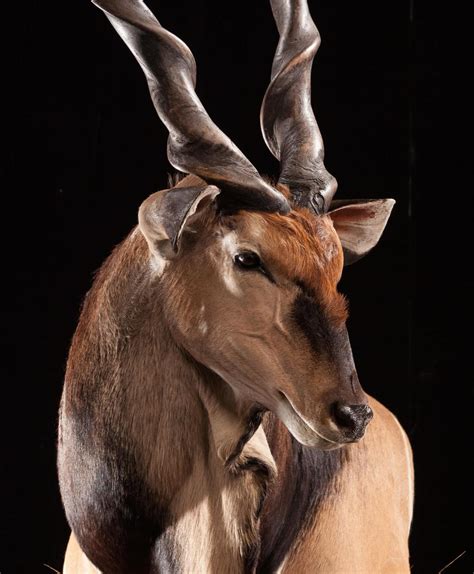 Lord Derby Eland EL101 : Our Work | Kanati Studio