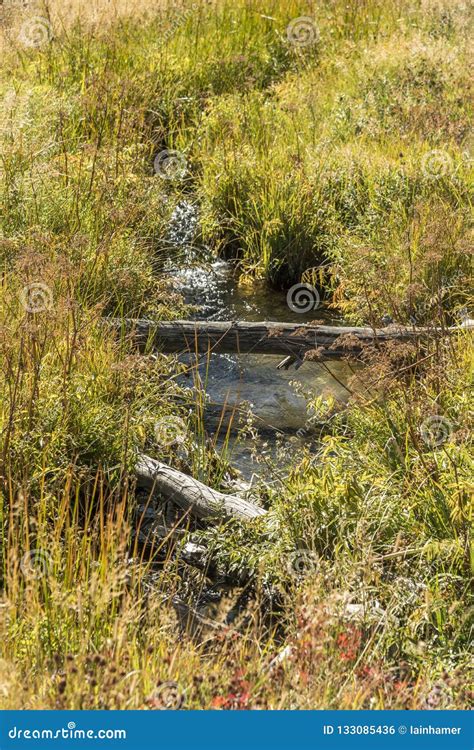 A Stream Running from Old Faithful Stock Photo - Image of faithful ...