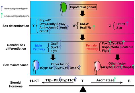 Comparative RNA-Seq Analysis of Differentially Expressed Genes in the ...