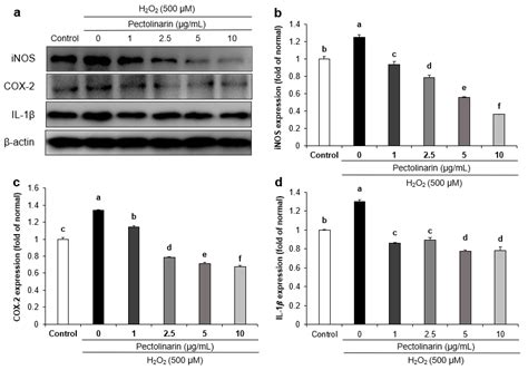 Protective Effects and Mechanisms of Pectolinarin against H2O2-Induced ...