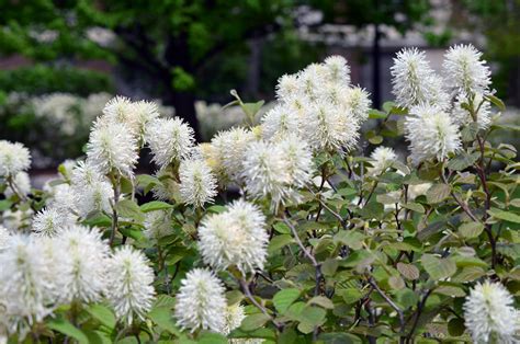 Fothergilla gardenii (Dwarf Fothergilla) - Purdue Arboretum Explorer