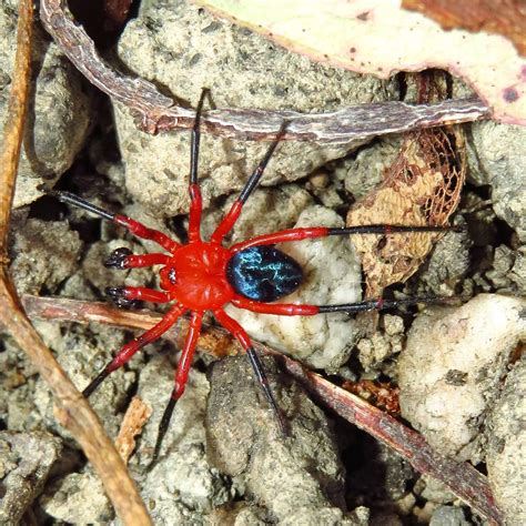 Nicodamidae (Red and Black Spider) – Ausemade