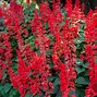 Image result for salvia