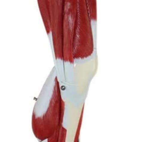 Buy Study Model Human Leg Anatomical Study Model,Medical Scientific 13 ...