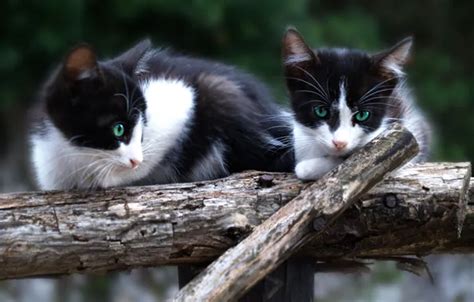 Wallpaper cat, look, cats, pose, kitty, kittens, face, a couple for ...