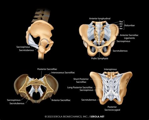 Sacroiliac Ligaments - Serola