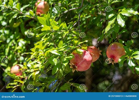 Pomegranates Growing in Mediterranean Garden. Stock Image - Image of ...