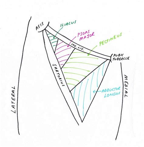 Femoral Triangle Borders - fingersandfeathersh