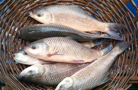 বর্ষাকালে কীভাবে চিনবেন টাটকা মাছ? শিখুন বাবা-কাকুদের এই ৫ মোক্ষম ...