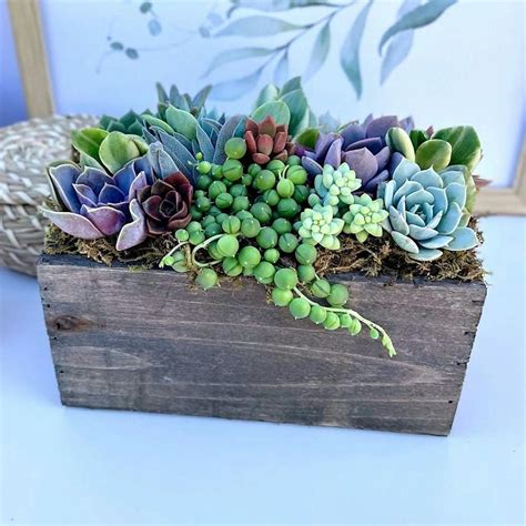 Succulent Arranging Workshop, Grace Gardens, Barrington, 8 June 2024 ...