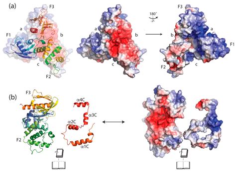 Two Sides of the Coin: Ezrin/Radixin/Moesin and Merlin Control Membrane ...