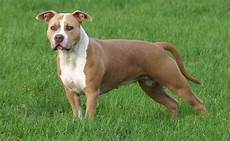 alimentazione amstaff le origini dell american staffordshire terrier alimentazione amstaff le origini dell american staffordshire terrier