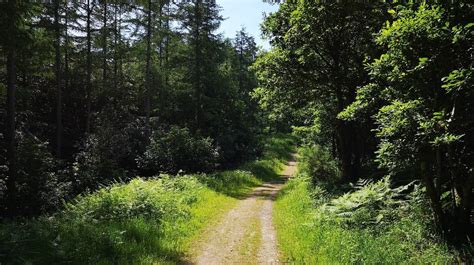 Doggy Days Out - Kinsley Wood/Offas Dyke Path, Knighton, Offa's Dyke ...