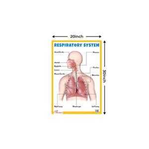 Buy Digestive System - Thick Laminated Primary Chart + Respiratory ...