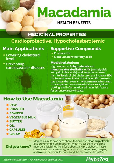 Macadamia Nut | HerbaZest