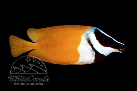 Siganus vulpinus - Fuchsgesicht - online kaufen