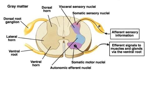 Draw a cross section of the spinal cord. What are the functions of the ...