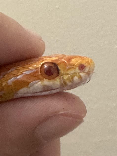Help! Dirt in my snakes eye? : r/snakes