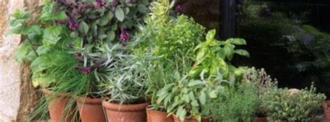 Medicine from your Garden, Tampa FL - Mar 26, 2017 - 1:00 PM | Natural ...