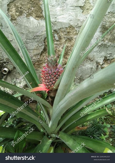 Pohon Nanas Pineapple Tree Ananas Comosus Stock Photo 2241041257 ...