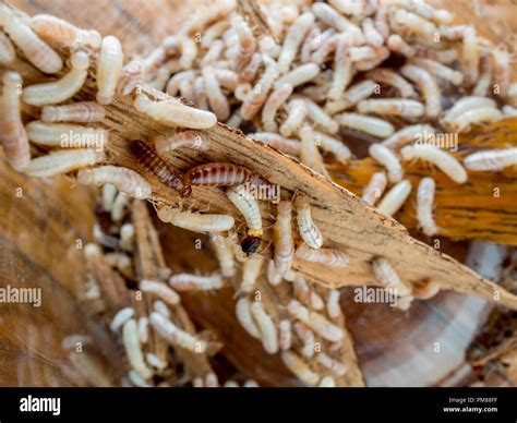 Subterranean Termites Queen