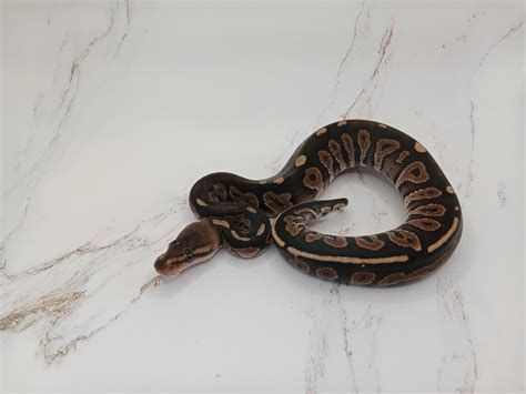 Image result for Ball Python Clutch