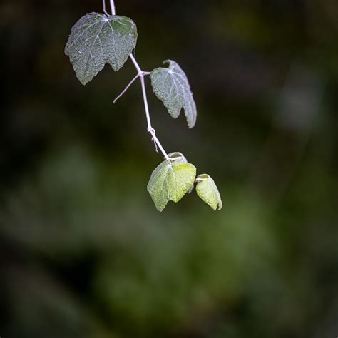 Download wallpaper 2780x2780 leaves, branch, blur, macro, plant ipad ...