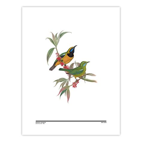 Phyllornis Hardwicki – Calcuttan