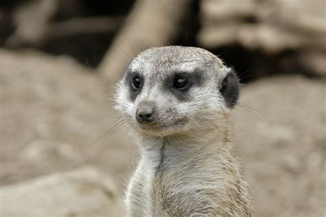 Portrait of the meerkat free image download