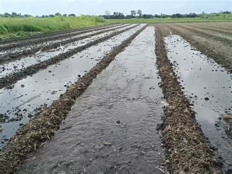 Farmers of 10 of Kodinar taluka released water from Shingwavillages da ...