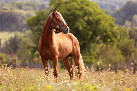 12 Astonishing Facts About Horses - Worksheets Library